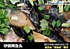 砂锅焗鱼头的做法