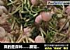 真的是森林……蘑菇森林的做法