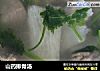 山药排骨汤的做法