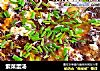 紫菜蛋汤的做法