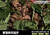 家常肉末茄子的做法