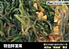 粉丝拌菠菜的做法