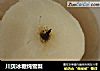 川贝冰糖炖雪梨的做法