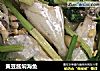 黄豆酱焖海鱼的做法
