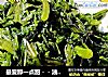 最爱那一点甜－－油泼茼蒿的做法