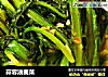 蒜蓉油麦菜的做法