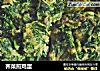 荠菜煎鸡蛋的做法