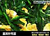 韭菜炒鸡蛋的做法
