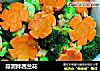 蒜泥拌西兰花的做法
