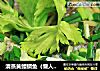 清蒸黄鳍鲷鱼（懒人版）的做法