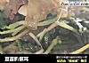 豆苗扒银耳的做法
