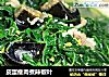 皮蛋瘦肉煮辣椒叶的做法