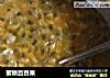 蜜糖百香果的做法