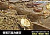 香蕉巧克力麦芬的做法