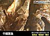 干锅黑鱼的做法