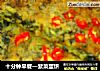 十分钟早餐—紫菜蛋饼的做法