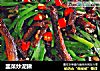 韭菜炒泥鳅的做法