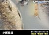 小鲫鱼汤的做法