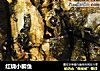 红烧小鲫鱼的做法