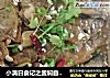 小满日食记之酱焖自钓海杂鱼的做法