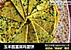 玉米面韭菜鸡蛋饼的做法