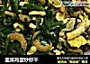 韭菜鸡蛋炒虾干的做法