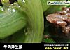 牛肉炒生菜的做法