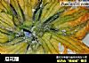 瓜花酿的做法