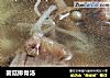 菌菇排骨汤的做法