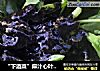 “下酒菜”麻汁心叶日中花的做法
