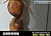 自制排骨香肠的做法