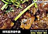 辣味酱香烧牛腩的做法