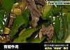 青椒牛肉的做法