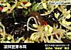 凉拌豆芽木耳的做法
