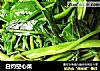 白灼空心菜的做法