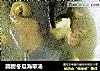 蹄膀冬瓜海带汤的做法