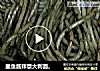 墨鱼酱拌意大利面。的做法