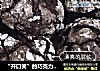 “开口笑”的巧克力裂纹曲奇的做法