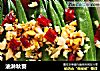 油淋秋葵的做法