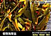 椒香海带丝的做法