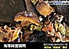 海带辣酱烧鸭的做法