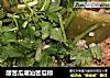 酿苦瓜潮汕苦瓜粽的做法
