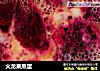 火龙果蒸蛋的做法