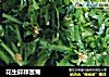花生碎拌苦菊的做法