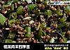 榄菜肉末四季豆的做法