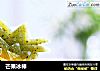 芒果冰棒的做法