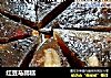 红豆马蹄糕的做法