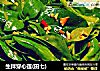 生拌穿心莲(田七)的做法