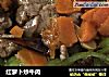 红萝卜炒牛肉的做法