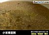 小米绿豆粥的做法